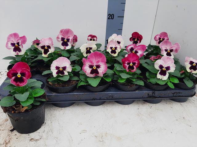 <h4>VIO WI DEL ROSE SURP</h4>