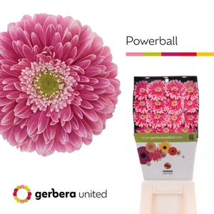 Gerbera diamond gerponi power ball