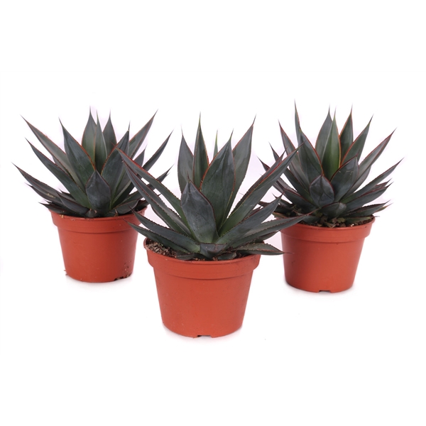 <h4>Agave shaka zulu 15 cm</h4>