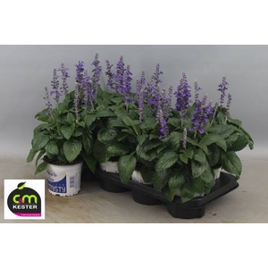 SALVIA MYS SPIRES BL