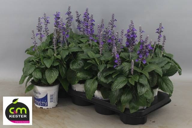 <h4>SALVIA MYS SPIRES BL</h4>
