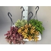 Succulenten overig hangpot Mix