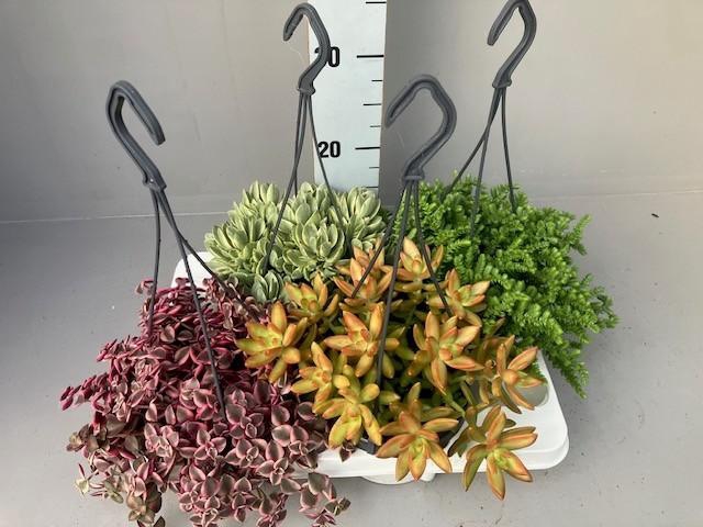 Succulenten overig hangpot Mix