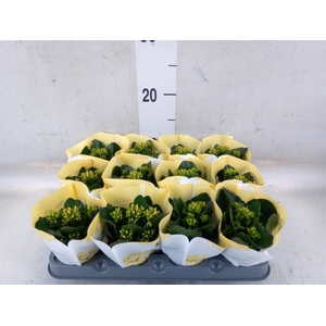 Kalanchoe  'African Sam'