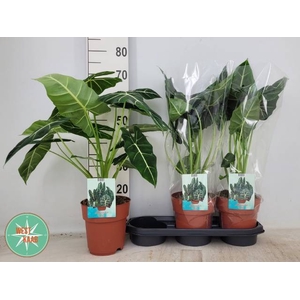Alocasia Frydek 19Ø 70cm 2pp