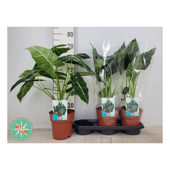 <h4>Alocasia Frydek 19Ø 70cm 2pp</h4>