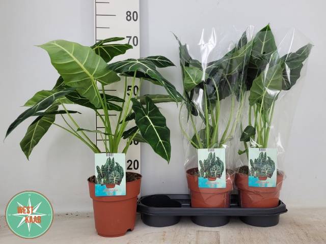 Alocasia Frydek 19Ø 70cm 2pp