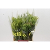 BQ Cape Greenmix
