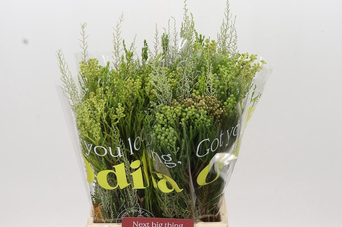 <h4>BQ Cape Greenmix</h4>