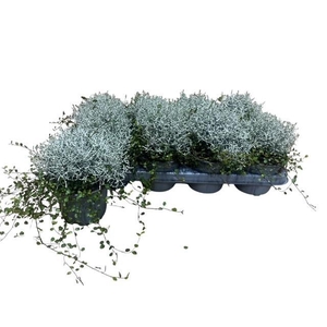 LEUCOPH BROWNII