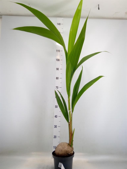 <h4>Cocos nucifera</h4>