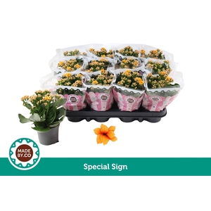 Kalanchoe Signal