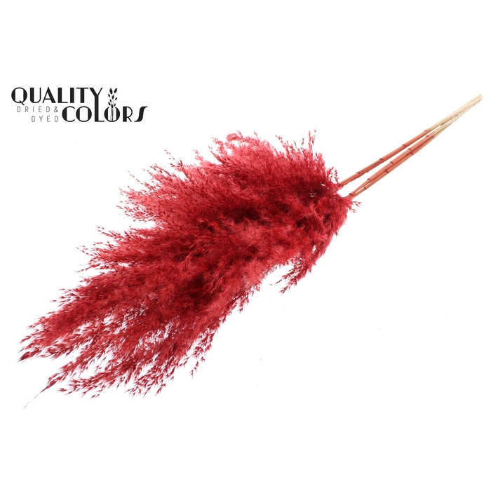 <h4>Pampas Grass 100cm 5st/bunch Red</h4>