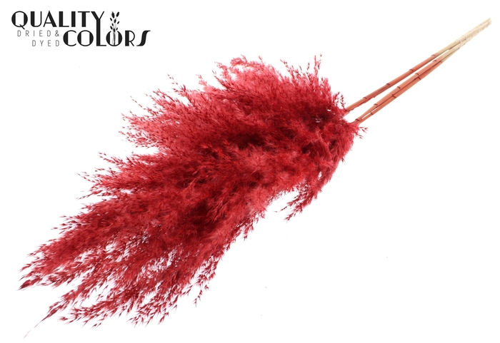 Pampas Grass 100cm 5st/bunch Red