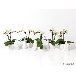 PHALAENOPSIS-HYBRID p6