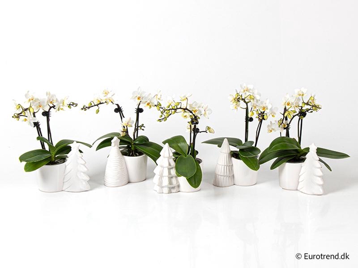 <h4>PHALAENOPSIS-HYBRID p6</h4>