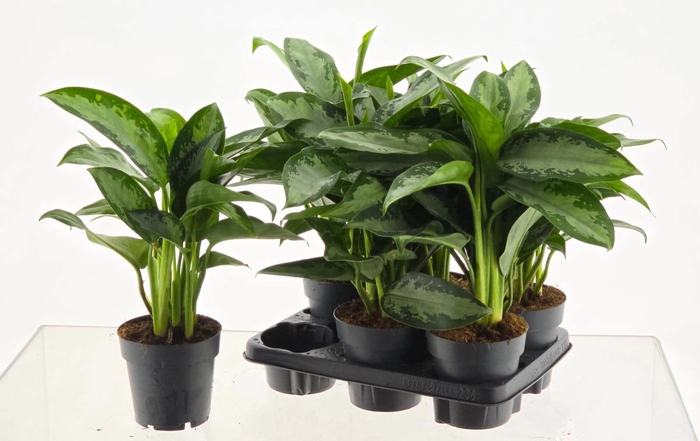 <h4>AGLAO JUBILEE</h4>