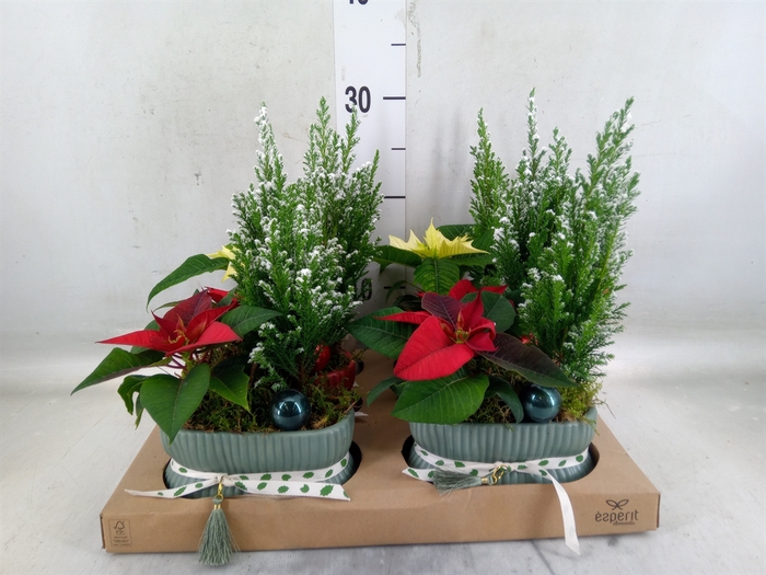 <h4>Arr.    Planten  L%</h4>