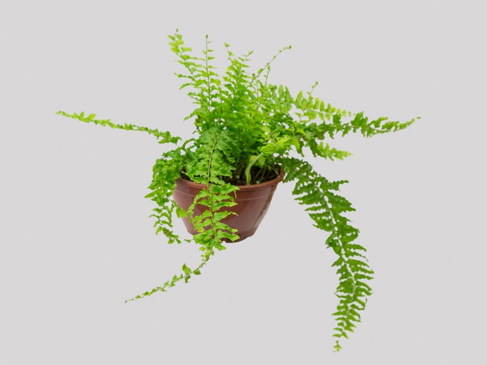 <h4>SAMAMBAIA ALEMA MINI C18</h4>