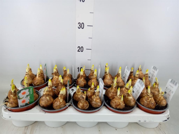 <h4>Narcissus   ...</h4>