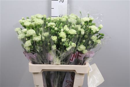 <h4>Di Tr Parsley+</h4>