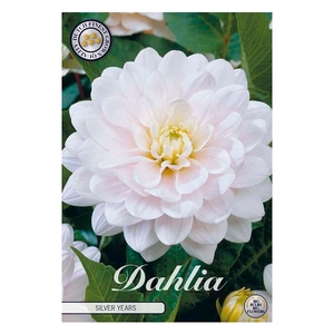 Dahlia Silver Years x1