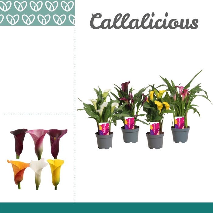 <h4>Zantedeschia Mix</h4>