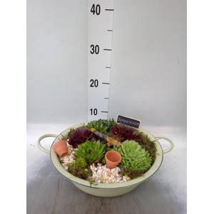 Arr.  Sempervivum L%