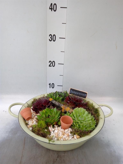 <h4>Arr. Sempervivum L%</h4>