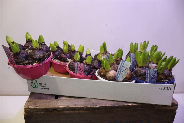 <h4>arr8 Hyacin Gem 3 Kl</h4>