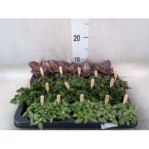 Planten  ..mix