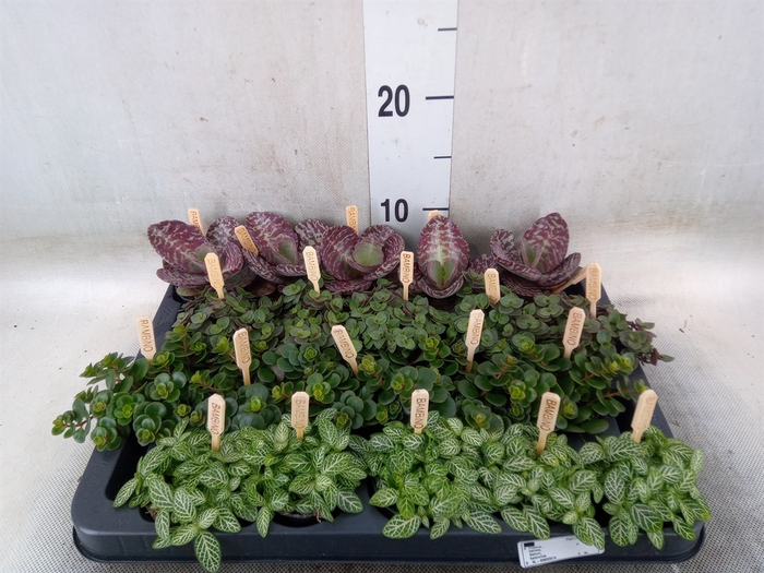<h4>Planten  ..mix</h4>