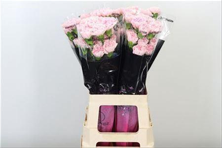 <h4>Di St Damina</h4>