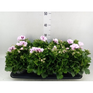Pelargonium gran.   ..