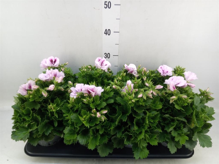 <h4>Pelargonium gran.   ..</h4>