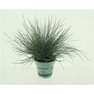 Festuca Glauca Blue
