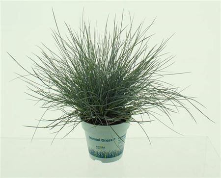 <h4>Festuca Glauca Blue</h4>