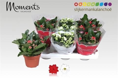 <h4>KAL GE GEM 2 KL</h4>