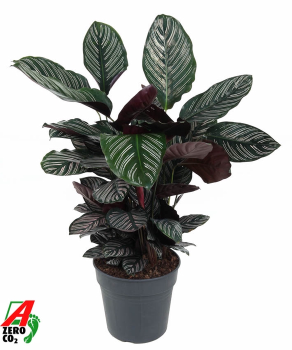 <h4>Calathea Ornata</h4>