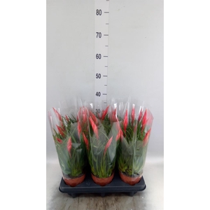Vriesea  'Astrid'