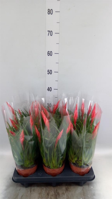 <h4>Vriesea  'Astrid'</h4>