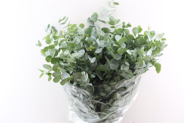 <h4>Euca Cinerea 400gr P Bunch</h4>