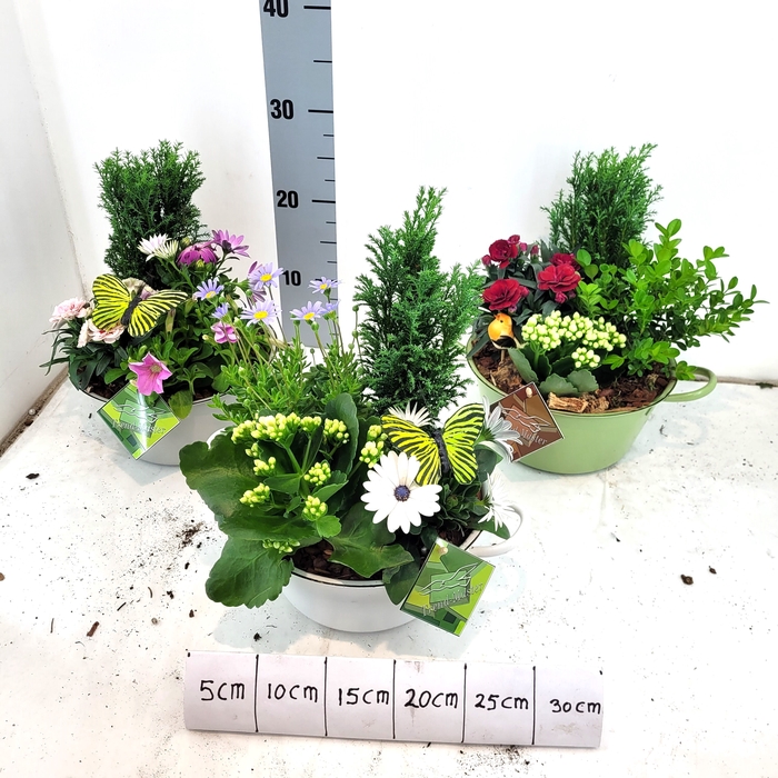 <h4>ARR TUINPLANTEN</h4>