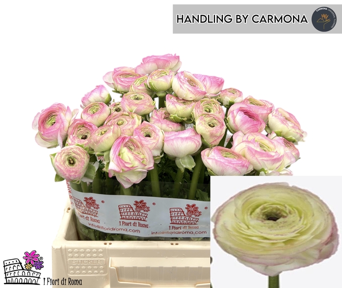 <h4>RAN SU FELICIDADE</h4>