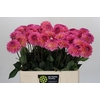 Dahlia Esli