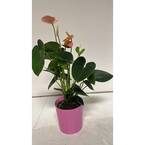 Anthu An Gem 4 Kl cpot