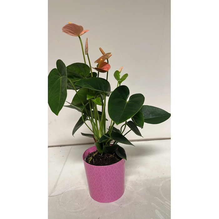 <h4>Anthu An Gem 4 Kl cpot</h4>