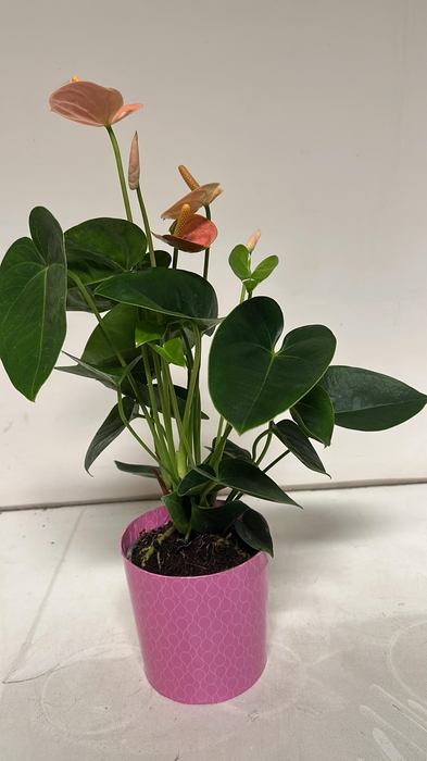 Anthu An Gem 4 Kl cpot