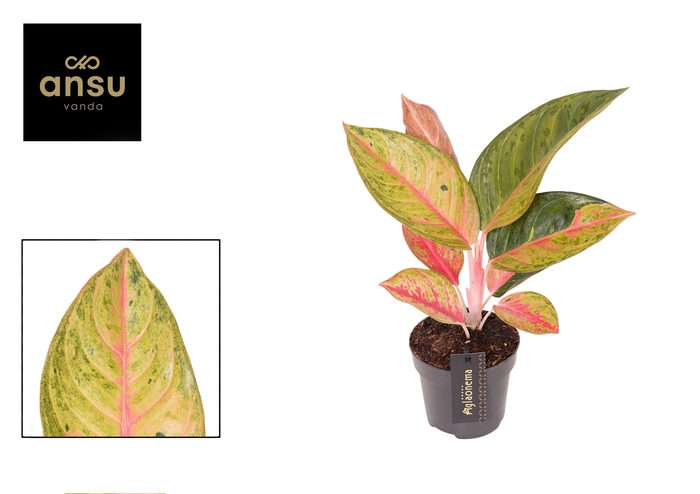 <h4>Aglaonema Gala Red</h4>