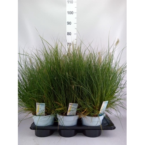 Pennisetum alopec. 'Little Hameln'